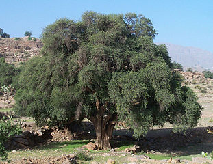 Arganöl Biokosmetik Bio Naturkosmetik Feuchtigkeitspflege Hautöl Haaröl Marokko Arganbaum