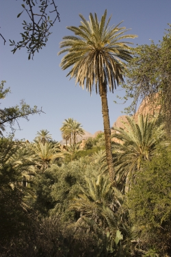 Palme Arganbaum Arganöl Safran Kaktusfeigenkernöl argan taliouine Marokko grosshandel lieferant