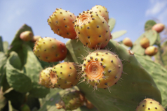 Prickly pear seed oil organic food natural cosmetics whole sale import export morocco
