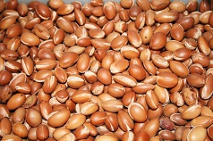 arganöl Körperpflegeöl Argannüsse bio Basisöl Pressung Arganbaum Marocco